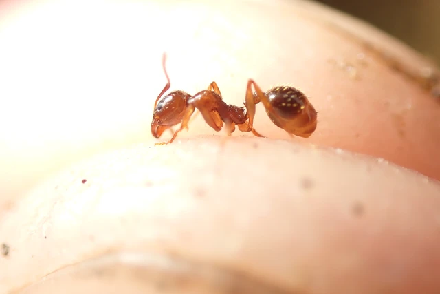 Aphaenogaster subterranea - vörös karcsúhangya