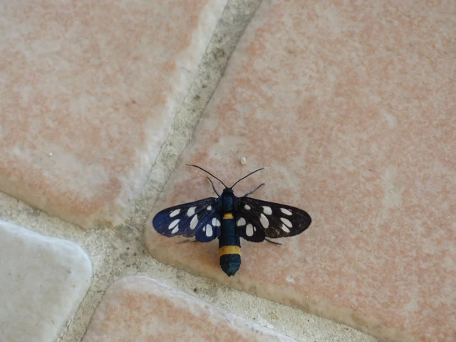 Amata phegea - fehérpettyes álcsüngőlepke