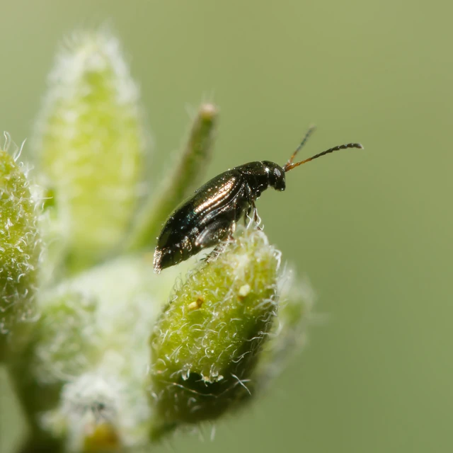 Alticinae