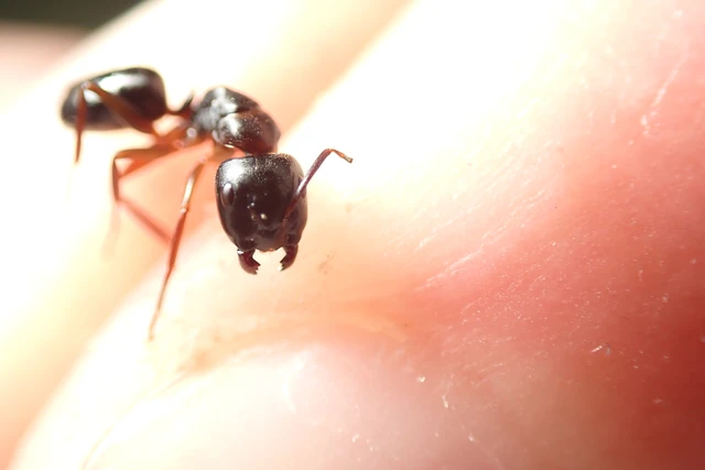 Camponotus fallax - ligeti lóhangya
