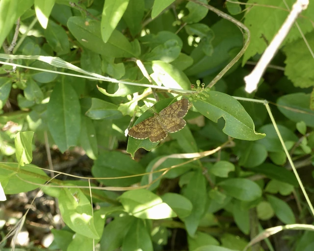 Ematurga atomaria - barna rétiaraszoló