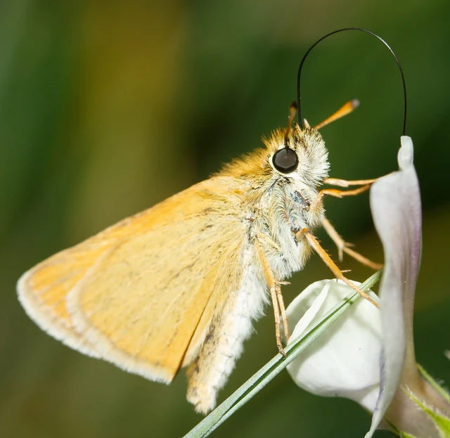 Thymelicus lineola - vonalas busalepke