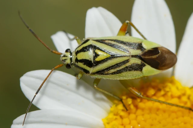 Brachycoleus decolor