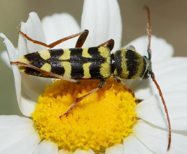 Echinocerus floralis - lucerna-darázscincér