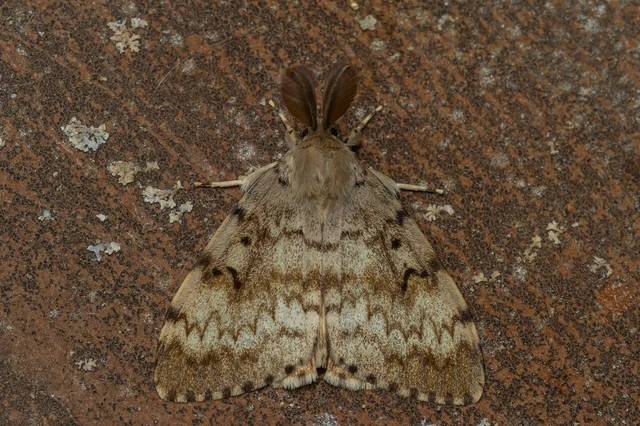 Lymantria dispar - gyapjaslepke