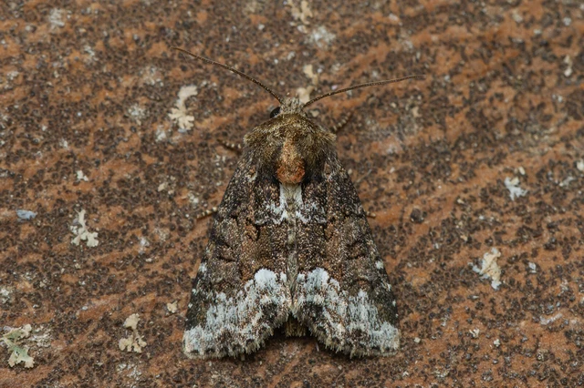 Oligia strigilis - kormos dudvabagoly