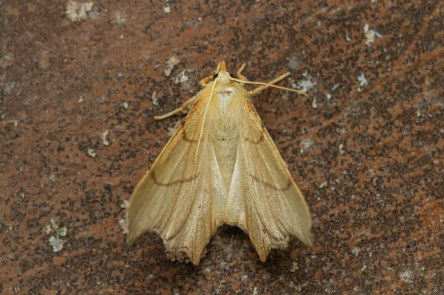 Ennomos erosaria - hársfa-levélaraszoló
