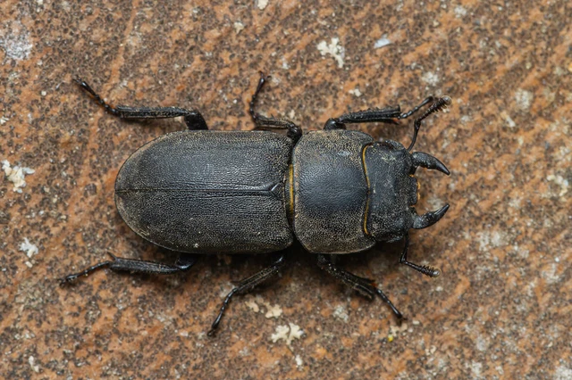 Dorcus parallelipipedus - kis szarvasbogár