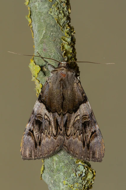 Catocala fulminea - galagonya-övesbagoly