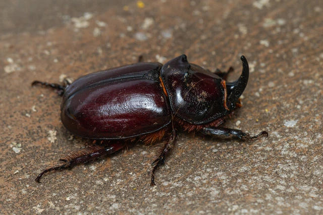 Oryctes nasicornis - orrszarvú bogár