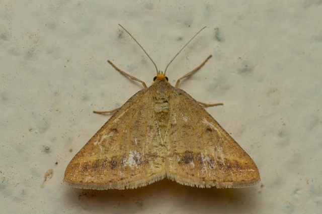 Tephrina arenacearia - lucerna-araszoló