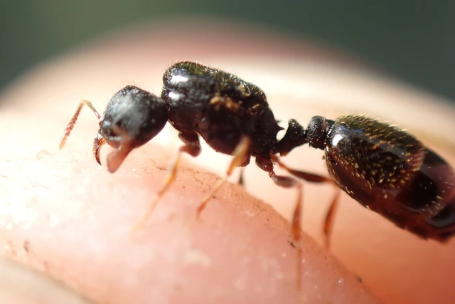 Tetramorium
