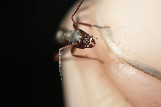 Formica cunicularia - gyakori rabszolgahangya