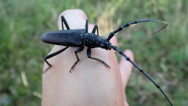 Cerambyx cerdo - nagy hőscincér