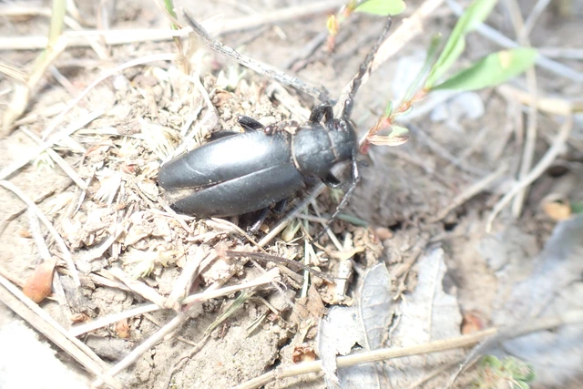 Dorcadion aethiops - fekete gyalogcincér Dorcadion aethiops - fekete gyalogcincér