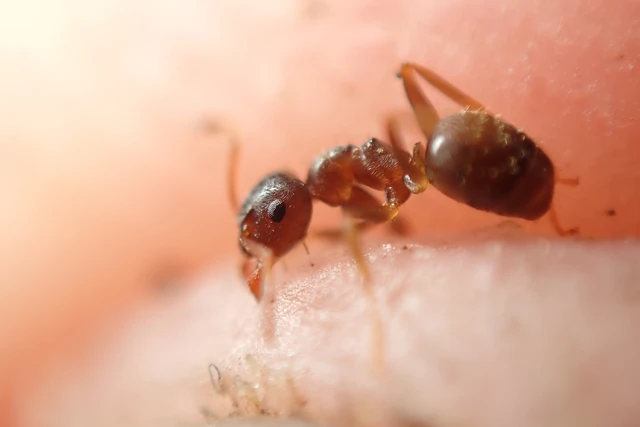 Lasius alienus - kövi feketehangya