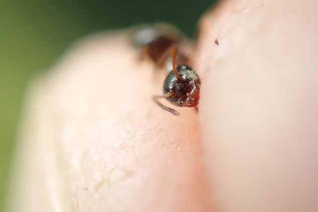 Lasius platythorax - erdei feketehangya