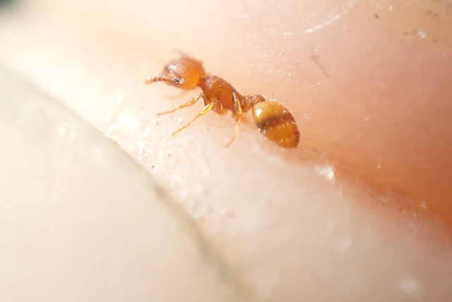 Temnothorax turcicus - sárga kéreghangya