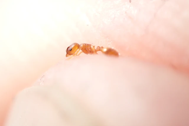 Temnothorax unifasciatus - gyűrűs kéreghangya