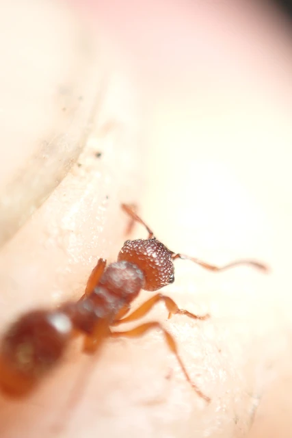 Myrmica sabuleti - gyakori bütyköshangya