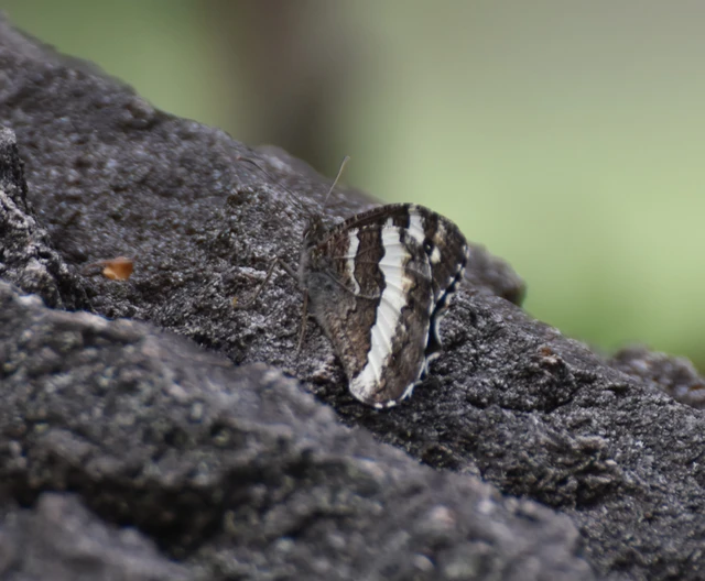Brintesia circe - fehéröves szemeslepke