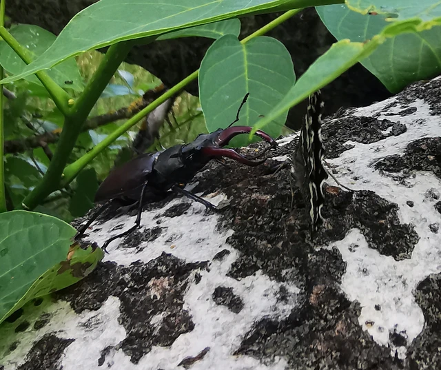Lucanus cervus - nagy szarvasbogár