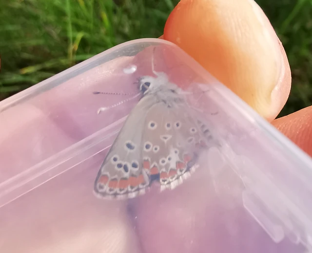 Aricia agestis - szerecsenboglárka