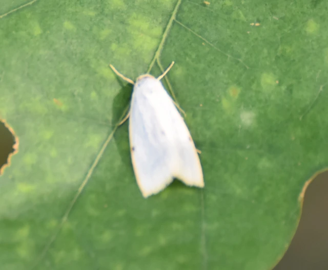 Cybosia mesomella - csontszínű molyszövő