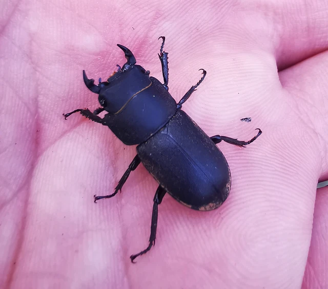 Dorcus parallelipipedus - kis szarvasbogár