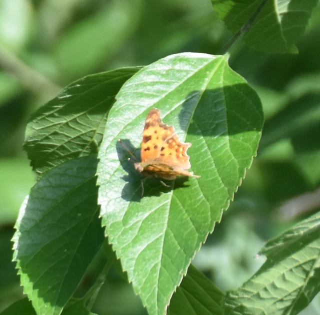 Nymphalis c-album - C-betűs lepke