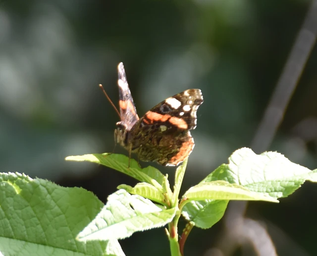 Vanessa atalanta - atalantalepke