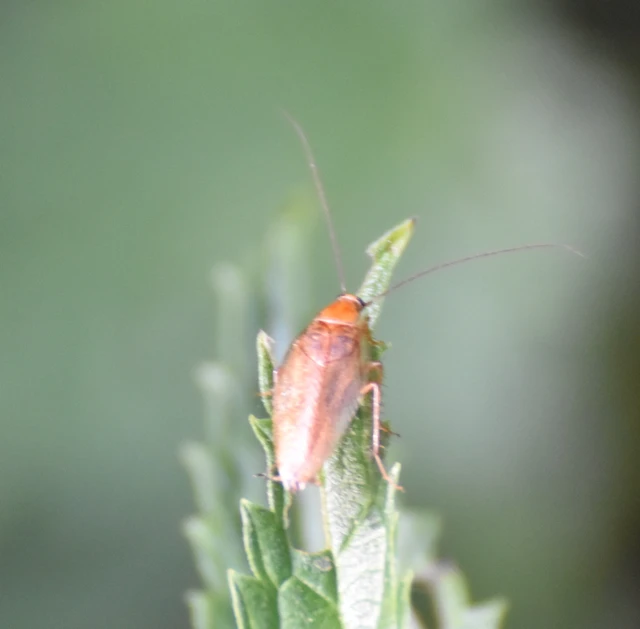 Blattodea - Csótányok Blattodea - Csótányok