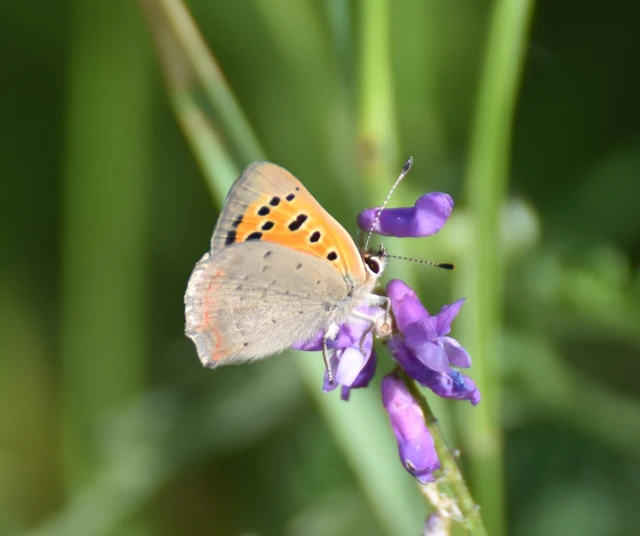 Lycaena phlaeas - közönséges tűzlepke Lycaena phlaeas - közönséges tűzlepke