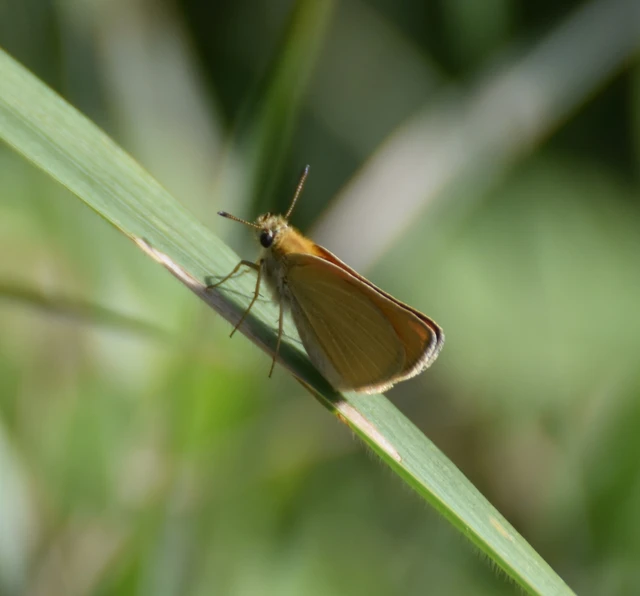 Thymelicus lineola - vonalas busalepke