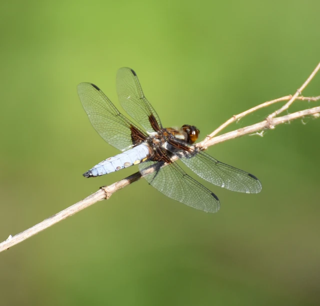 Libellula depressa - széles laposacsa