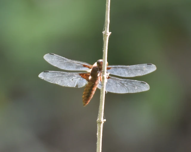Libellula depressa - széles laposacsa