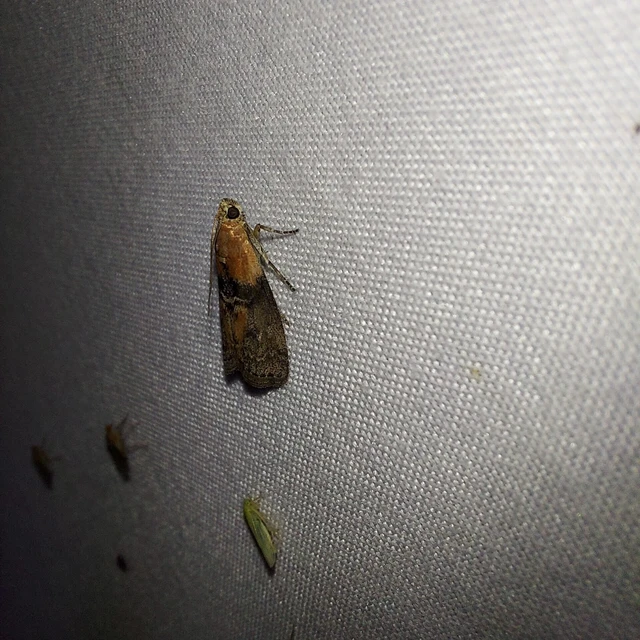 Sciota adelphella - pirosszárnytövű karcsúmoly