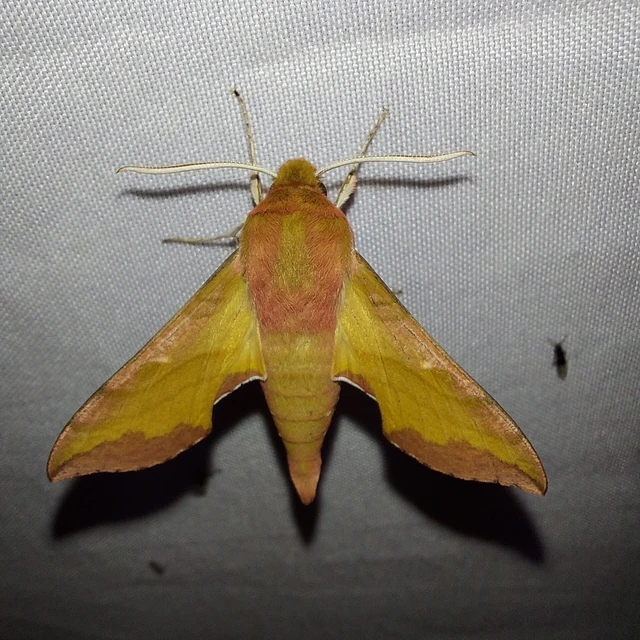 Deilephila porcellus - piros szender