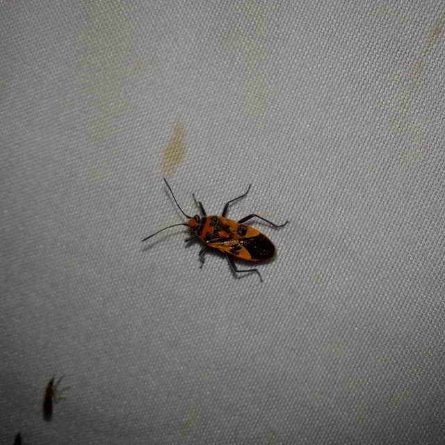 Corizus hyoscyami - piros karimáspoloska