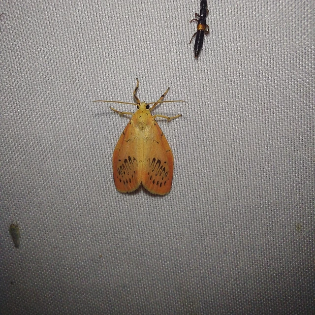 Miltochrista miniata - piros medvelepke