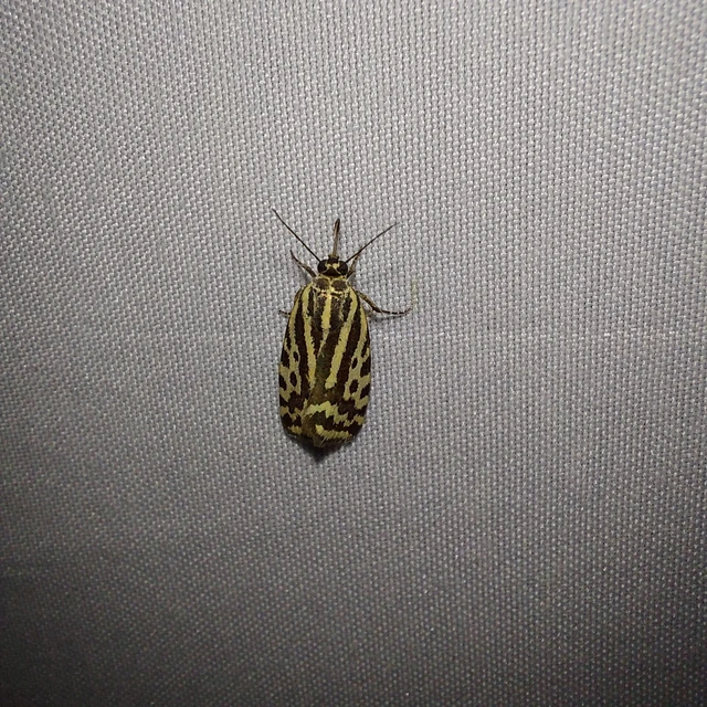 Emmelia trabealis - zebrabagoly
