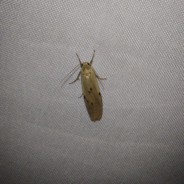 Pelosia muscerda - hamvas zuzmószövő