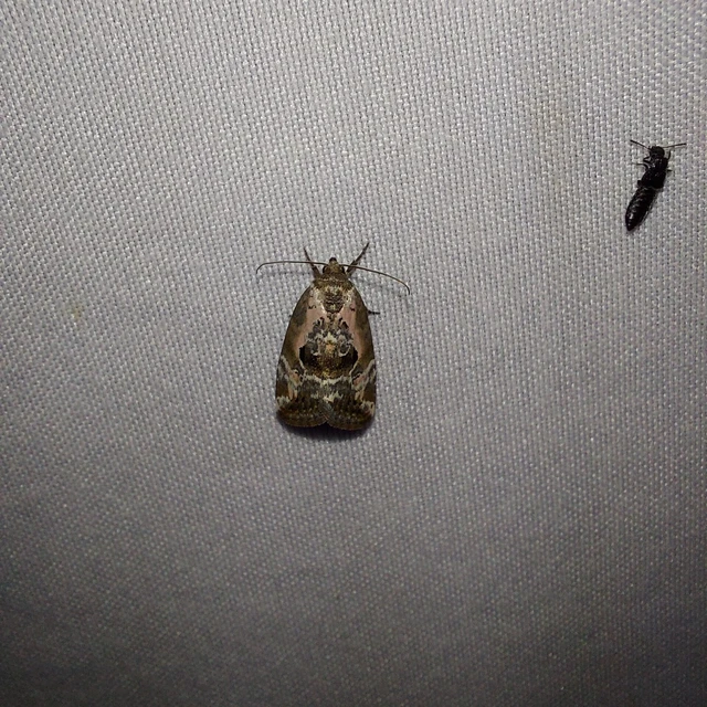 Hapalotis venustula - rózsaszínű mázasbagoly