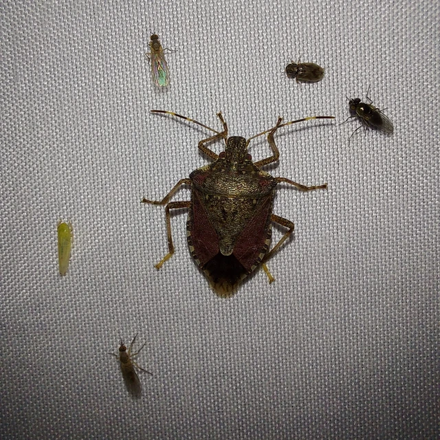 Halyomorpha halys - ázsiai márványospoloska Halyomorpha halys - ázsiai márványospoloska