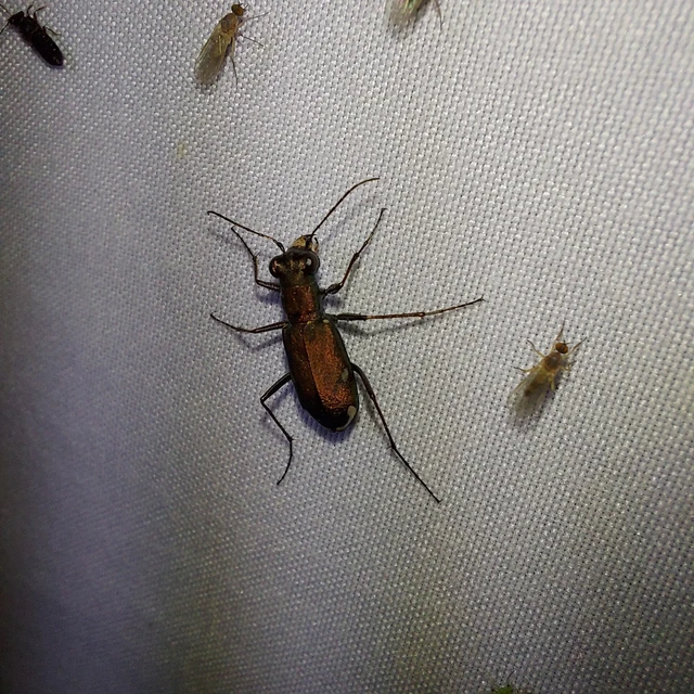 Cylindera germanica - parlagi homokfutrinka