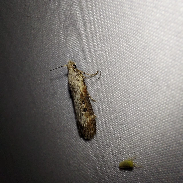 Lamoria anella - törmelékmoly