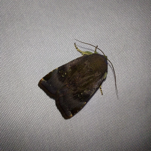 Noctua janthe/janthina
