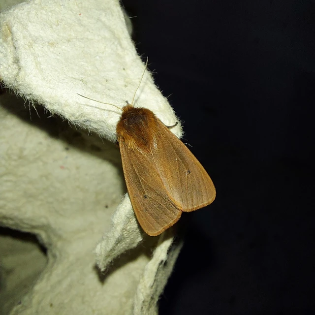 Phragmatobia fuliginosa - füstös medvelepke