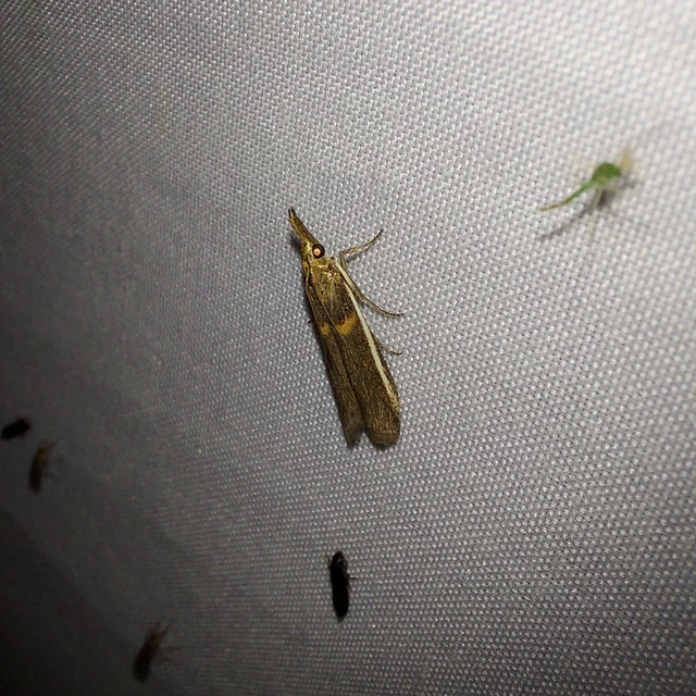 Etiella zinckenella - akácmoly