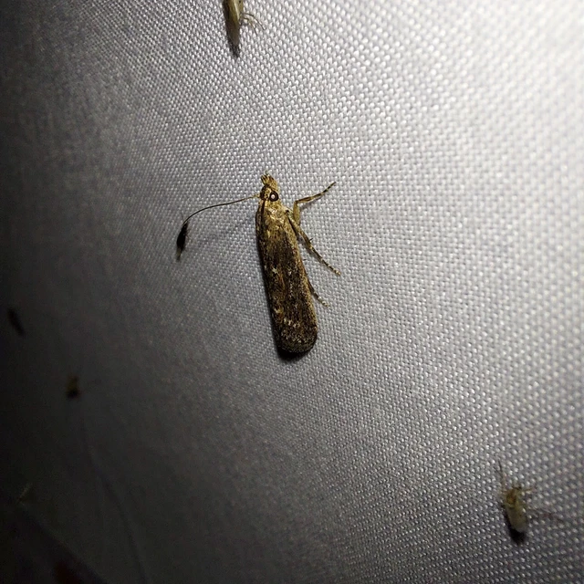 Isauria dilucidella - sziki karcsúmoly